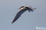 Common Tern (Sterna hirundo)