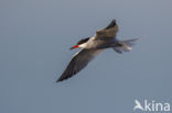 Common Tern (Sterna hirundo)