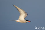 Common Tern (Sterna hirundo)