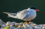 Common Tern (Sterna hirundo)