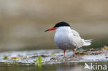 Common Tern (Sterna hirundo)