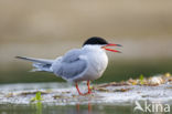 Common Tern (Sterna hirundo)