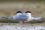 Common Tern (Sterna hirundo)