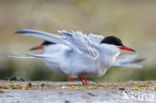 Common Tern (Sterna hirundo)