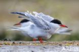 Common Tern (Sterna hirundo)