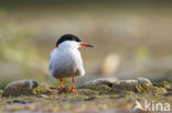 Common Tern (Sterna hirundo)