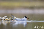 Common Tern (Sterna hirundo)