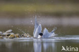 Common Tern (Sterna hirundo)