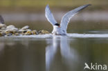 Common Tern (Sterna hirundo)