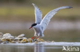 Common Tern (Sterna hirundo)