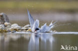 Common Tern (Sterna hirundo)