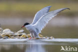 Common Tern (Sterna hirundo)