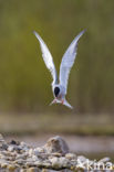 Common Tern (Sterna hirundo)