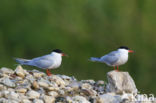 Common Tern (Sterna hirundo)