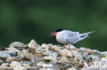 Common Tern (Sterna hirundo)