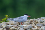 Common Tern (Sterna hirundo)