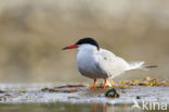 Common Tern (Sterna hirundo)