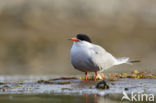 Common Tern (Sterna hirundo)