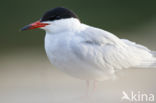 Common Tern (Sterna hirundo)