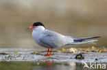 Common Tern (Sterna hirundo)