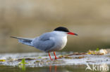 Common Tern (Sterna hirundo)