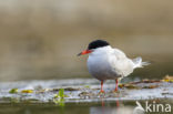 Common Tern (Sterna hirundo)