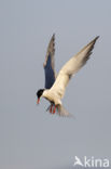 Common Tern (Sterna hirundo)