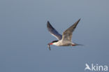 Common Tern (Sterna hirundo)