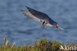 Common Tern (Sterna hirundo)