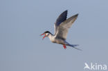 Common Tern (Sterna hirundo)