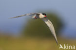 Common Tern (Sterna hirundo)