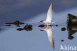 Common Tern (Sterna hirundo)