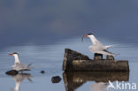 Common Tern (Sterna hirundo)