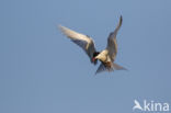 Common Tern (Sterna hirundo)