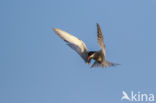 Common Tern (Sterna hirundo)