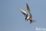 Common Tern (Sterna hirundo)