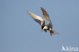 Common Tern (Sterna hirundo)