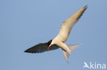 Common Tern (Sterna hirundo)