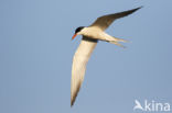 Common Tern (Sterna hirundo)