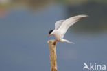 Common Tern (Sterna hirundo)