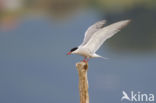 Common Tern (Sterna hirundo)