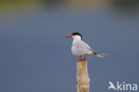 Common Tern (Sterna hirundo)