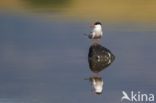 Common Tern (Sterna hirundo)