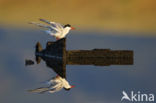 Common Tern (Sterna hirundo)