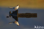 Common Tern (Sterna hirundo)