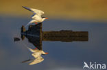 Common Tern (Sterna hirundo)