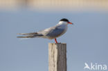 Common Tern (Sterna hirundo)