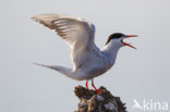 Common Tern (Sterna hirundo)