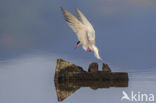 Common Tern (Sterna hirundo)