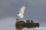 Common Tern (Sterna hirundo)